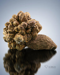 Beautiful Flower Shape Golden Pyrite perched on matrix