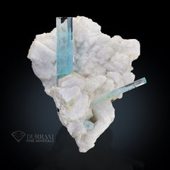 Aquamarine Crystals on Snowy white Albite .